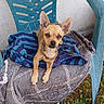 dog, small_dog, tan_dog, plastic_chair, blue_chair, blanket, striped_blanket, gray_blanket, outdoor, grass, pet, animal, ears, looking_at_camera, curious, resting, fence_wall, seat, cozy, summer