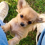 Maya participe au concours pour gagner de l'argent avec cette photo : puppy, dog, grass, outdoor, jeans, shoes, playful, cute, pet, animal, small_dog, sunlight, walking, legs, nature, closeup, young_dog, brown_fur, grass_field, daylight