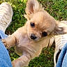 puppy, dog, grass, outdoor, jeans, shoes, playful, cute, pet, animal, small_dog, sunlight, walking, legs, nature, closeup, young_dog, brown_fur, grass_field, daylight