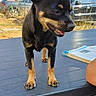 animal, black_dog, blue_sky, car, cloud, daylight, dog, domestic_animal, ears_up, grass, house, mouth_open, outdoor, pet, small_dog, standing, sunny, table, tan_markings, yard