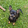 dog, small_dog, black_dog, tan_markings, ears, grass, outdoor, pet, canine, sitting, eyes_closed, nature, playful, animal, sunlight, greenery, stick, cute, companion, yard