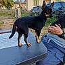 dog, table, person, outdoor, rural, house, car, sky, tree, grass, fence, chair, human_hand, casual_clothing, daytime, pet, animal, small_dog, black_dog, side_view
