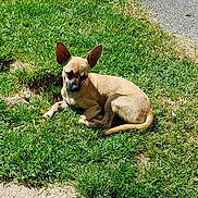 Tara a rejoint le concours — aidez-le/la à gagner de superbes lots ! animal, canine, cute, daytime, dog, ears, fur, grass, lying_down, mammal, nature, outdoor, path, pet, relaxed, resting, small_dog, sunlight, sunny, tan_dog