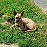 animal, canine, cute, daytime, dog, ears, fur, grass, lying_down, mammal, nature, outdoor, path, pet, relaxed, resting, small_dog, sunlight, sunny, tan_dog