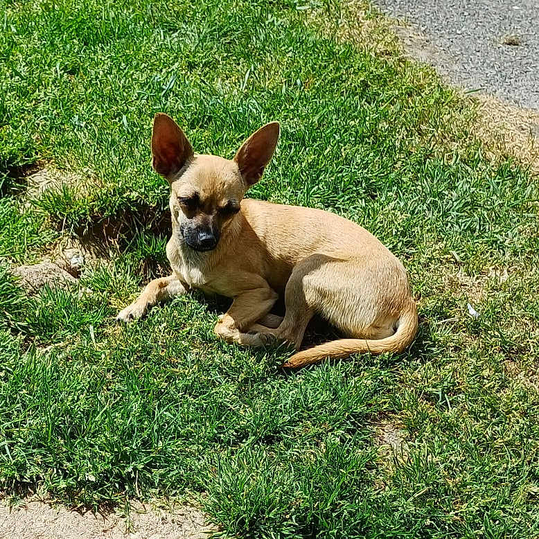 Tara