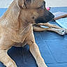 animal, canine, car, daylight, dog, ears, fence, front_leg, looking_away, outdoor, pavement, pet, relaxed, resting, side_view, small_dog, suburban, sunny, table, tan_dog