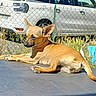 dog, tan_dog, small_dog, lying_down, sunlight, outdoor, fence, chain_link_fence, car, white_car, grass, wildflowers, pavement, daytime, shadow, pet, animal, ears, relaxed, side_view