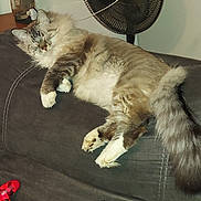 Bootsie is registered to the contest to win money with this photo: cat, sleeping, couch, fan, painting, controller, game_controller, indoor, furniture, fluffy, pet, relaxing, knitted_blanket, belt, table, bottle, decor, room, cozy, household