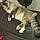 Bootsie