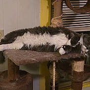 Buster is registered to the contest to win money with this photo: cat, fluffy, gray, white, cat_tree, indoor, window, blinds, yellow_trim, lounging, furniture, pet, relaxed, fur, animal, whiskers, paws, cozy, domestic, resting