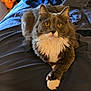 animal, bed, blanket, cat, cozy, cute, domestic_cat, feline, fluffy, fur, golden_eyes, gray_cat, indoor, looking_at_camera, paw, pet, plush_toy, relaxed, resting, white_fur