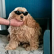 Canelle participe au concours pour gagner de l'argent avec cette photo : dog, sunglasses, hand, fluffy, pet, indoor, blanket, paw_print, fur, cute, animal, resting, canine, portrait, chill, companion, domestic, furniture, relaxed, accessory