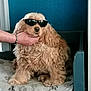 dog, sunglasses, hand, fluffy, pet, indoor, blanket, paw_print, fur, cute, animal, resting, canine, portrait, chill, companion, domestic, furniture, relaxed, accessory