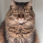 June participe au concours pour gagner de l'argent avec cette photo : cat, tabby, fluffy, indoor, pet, fur, green_eyes, closeup, portrait, animal, whiskers, ears, face, feline, cute, domestic_cat, mammal, soft_light, focused, sitting