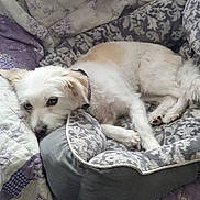 Poupette participe au concours pour gagner de l'argent avec cette photo : dog, pet_bed, quilt, blanket, resting, sleepy, white_fur, tan_fur, collar, indoor, cozy, animal, furry, paw, cute, relaxed, bed, comfort, laying_down, domestic