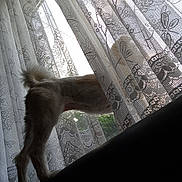 Poupette a rejoint le concours — aidez-le/la à gagner de superbes lots ! dog, curious, silhouette, lace_curtain, window, daylight, backlight, indoor, furniture, pet, standing, tail, legs, pattern, texture, home, cozy, shadow, animal, couch