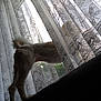 Poupette a rejoint le concours — aidez-le/la à gagner de superbes lots ! animal, backlight, couch, cozy, curious, daylight, dog, furniture, home, indoor, lace_curtain, legs, pattern, pet, shadow, silhouette, standing, tail, texture, window