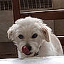 Poupette participe au concours pour gagner de l'argent avec cette photo : dog, white_dog, tongue_out, licking, table, indoor, wooden_chair, vent, pet, animal, cute, fluffy, scruffy, face, fur, nose, closeup, domestic, companion, curious