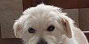 Poupette a rejoint le concours — aidez-le/la à gagner de superbes lots ! dog, white_dog, indoor, table, wooden_chair, pet, curious, fluffy, fur, face, animal, houseplant, vent, muzzle, ears, closeup, domestic_animal, looking, background, furniture