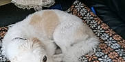 Poupette a rejoint le concours — aidez-le/la à gagner de superbes lots ! dog, pet, blanket, pattern, floral, orange, white, brown, resting, curled_up, doll, vintage, lace, fabric, furniture, indoor, cozy, fur, small_dog, quiet