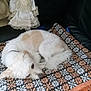 dog, pet, blanket, pattern, floral, orange, white, brown, resting, curled_up, doll, vintage, lace, fabric, furniture, indoor, cozy, fur, small_dog, quiet