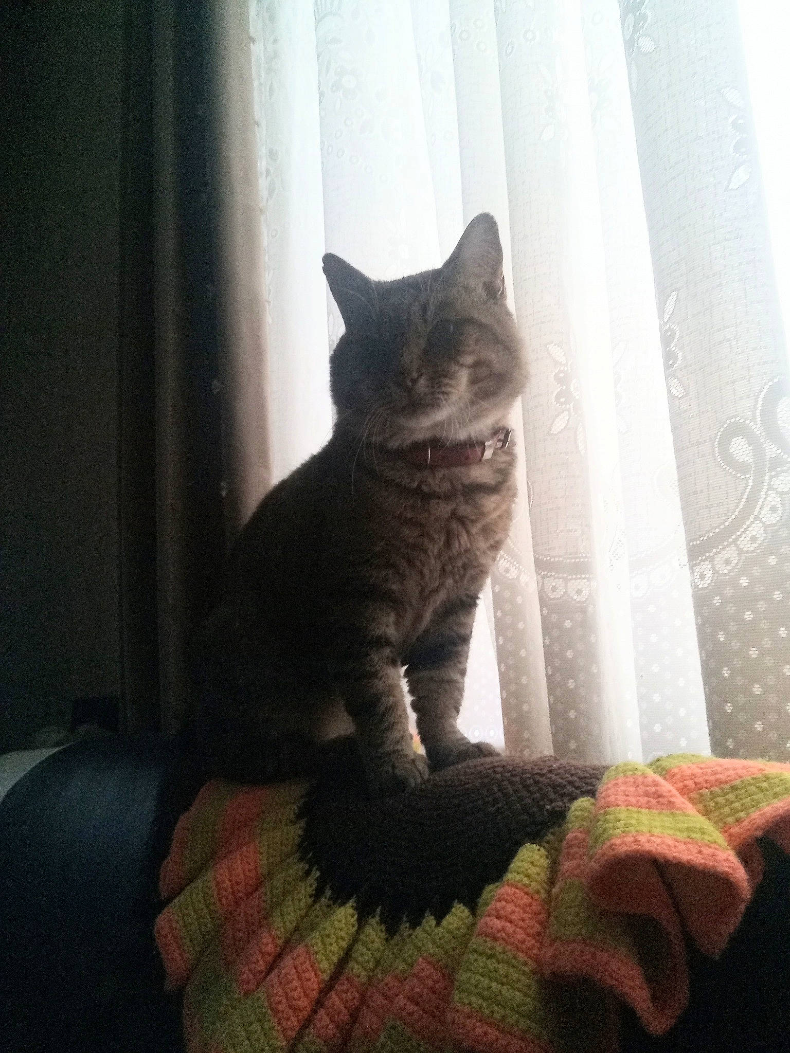 Gribouille participe au concours pour gagner de l'argent avec cette photo : black_cat, carnivore, cat, comfort, curtain, domestic_short_haired_cat, felidae, fur, grey, human_leg, linens, plant, small_to_medium_sized_cats, stairs, tail, textile, tints_and_shades, whiskers, window, wood