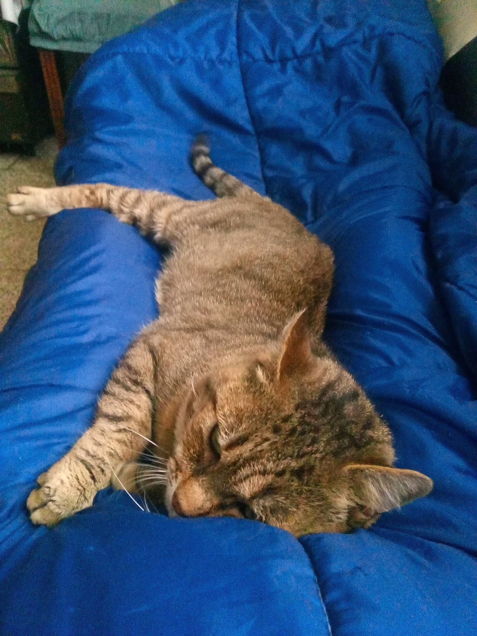 Gribouille participe au concours pour gagner de l'argent avec cette photo : bed, carnivore, cat, claw, comfort, domestic_short_haired_cat, electric_blue, fawn, felidae, fur, gesture, linens, nap, paw, small_to_medium_sized_cats, snout, tail, textile, whiskers