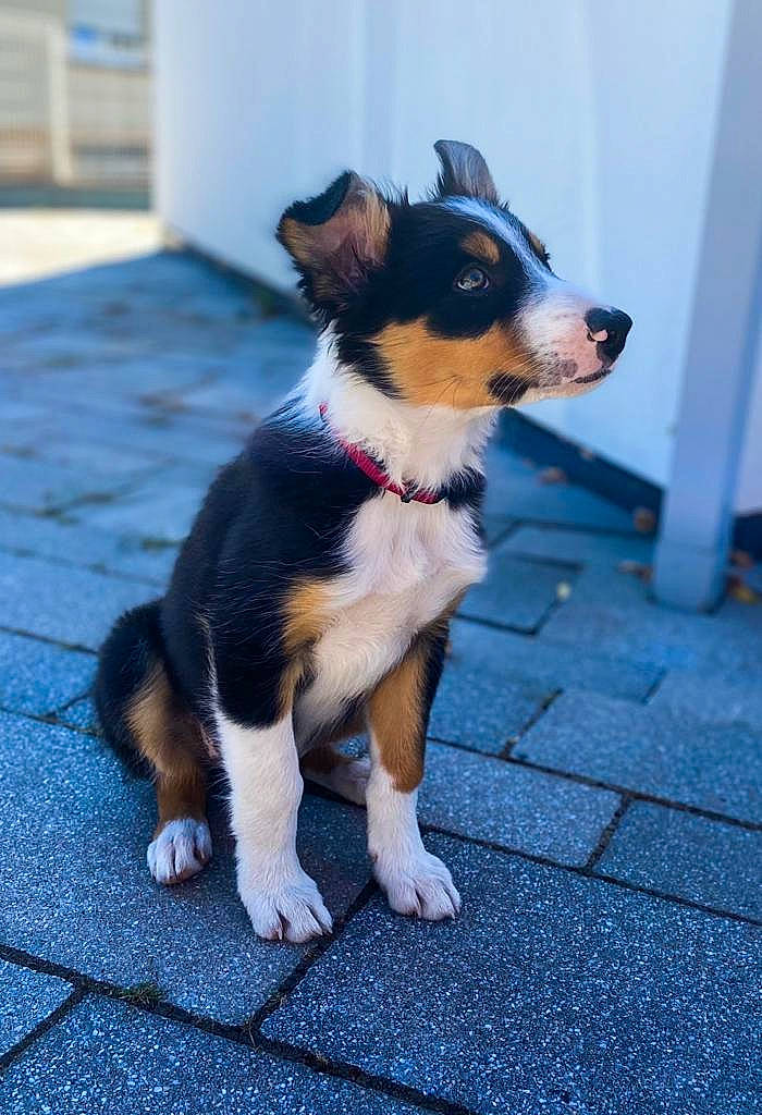 Twix a rejoint le concours — aidez-le/la à gagner de superbes lots ! canidae, carnivore, collar, companion_dog, dog, dog_breed, dog_collar, dog_supply, door, electric_blue, fawn, flooring, fur, leash, paw, snout, sporting_group, tail, whiskers, working_dog