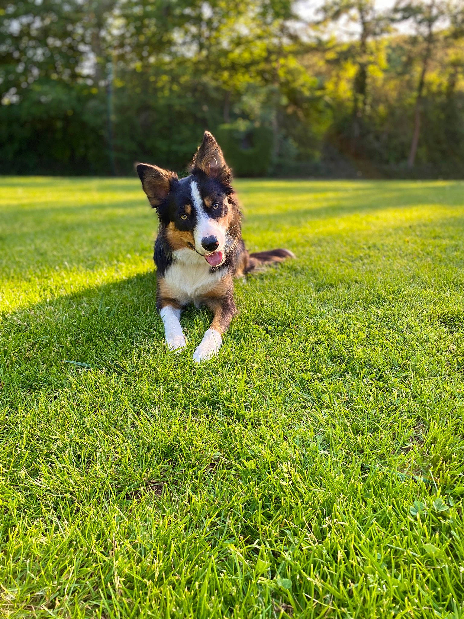 Twix participe au concours pour gagner de l'argent avec cette photo : canidae, carnivore, companion_dog, dog, dog_breed, fawn, grass, grassland, groundcover, happy, landscape, lawn, pasture, people_in_nature, plant, sporting_group, tail, toy_dog, tree, working_animal