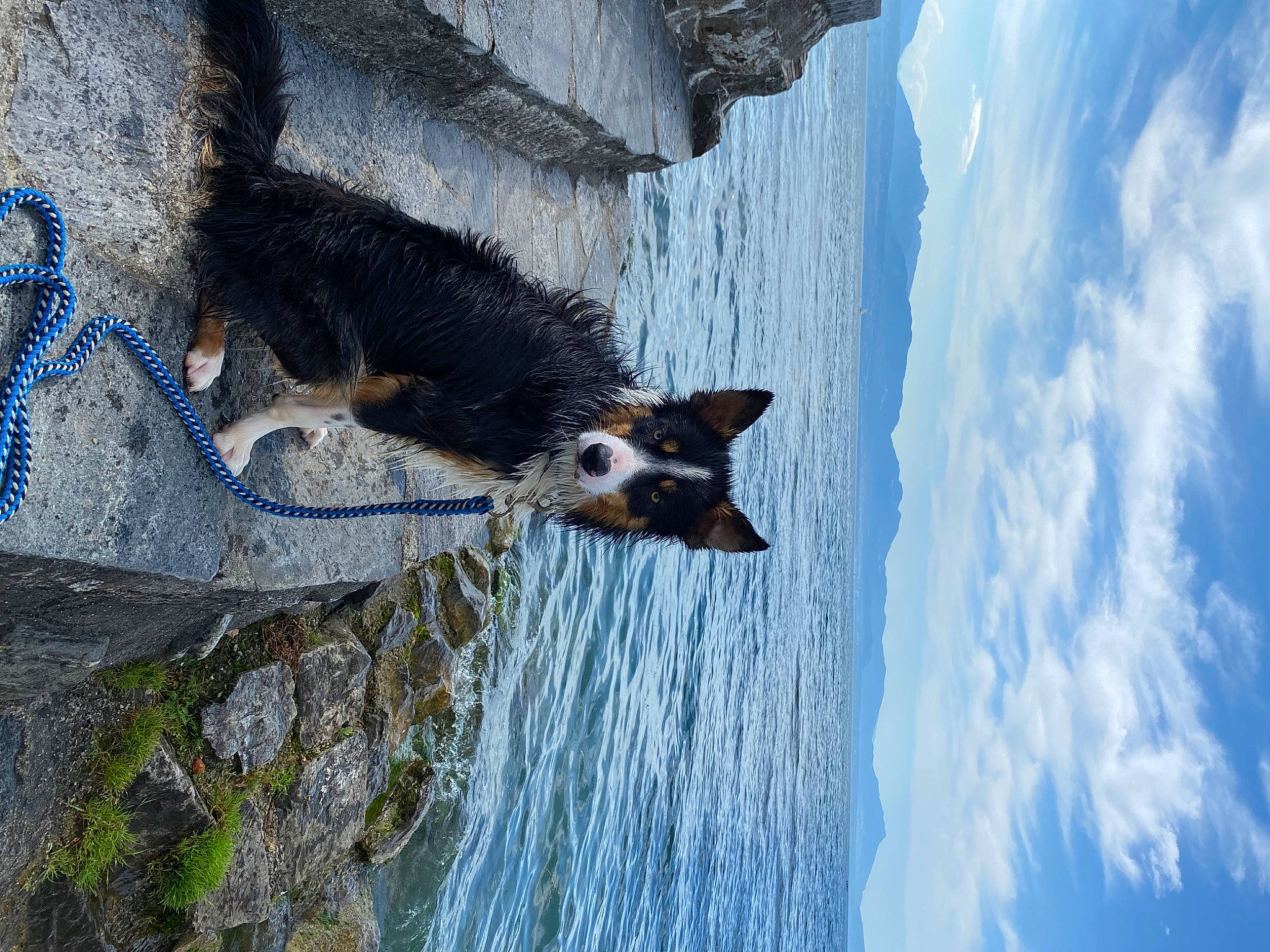 Twix participe au concours pour gagner de l'argent avec cette photo : adventure, australian_cattle_dog, azure, blue, body_of_water, carnivore, cloud, dog, dog_breed, electric_blue, lake, ocean, plant, rock, sky, tail, tree, water, window, wood