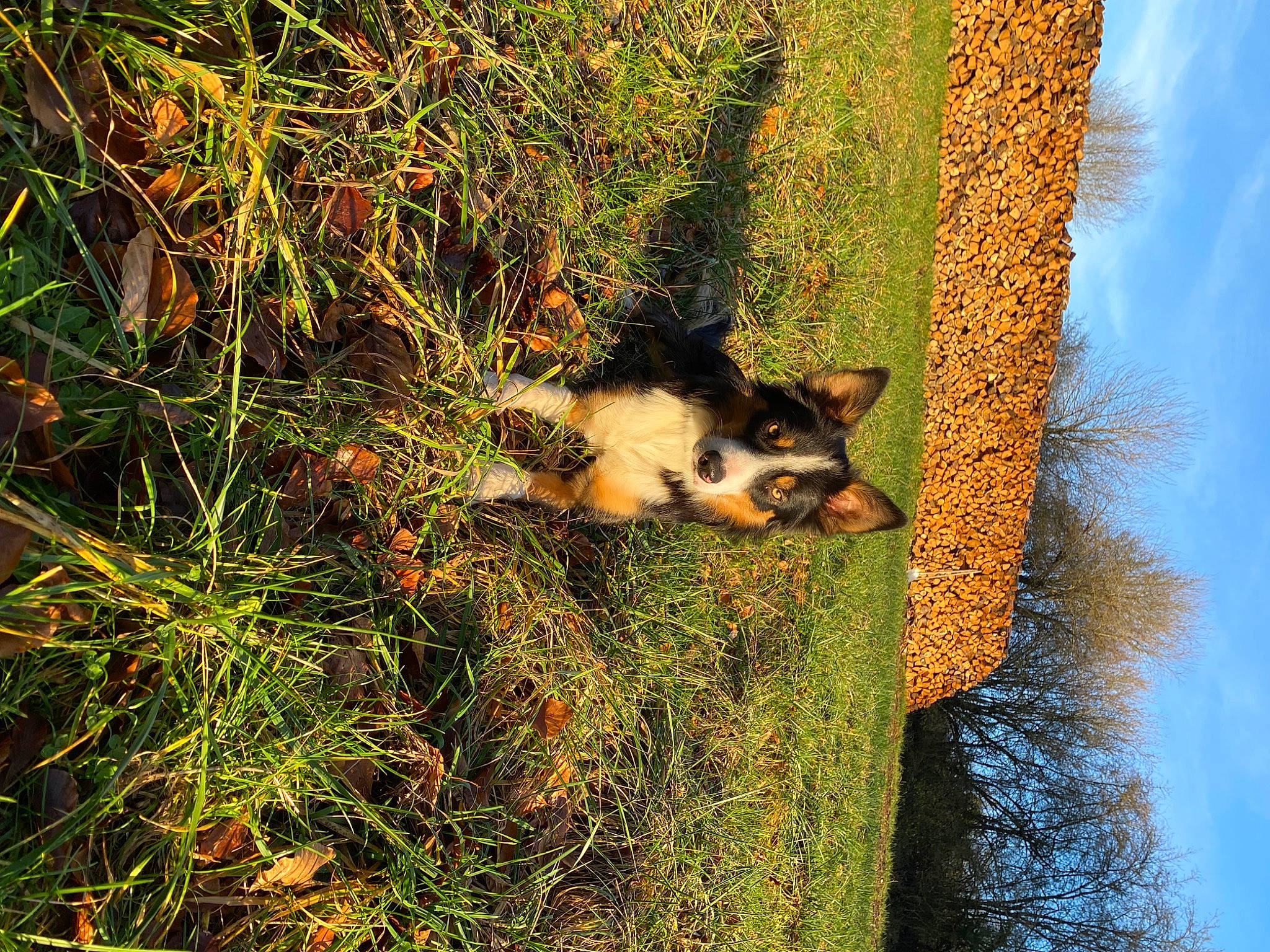 Twix a rejoint le concours — aidez-le/la à gagner de superbes lots ! biome, branch, carnivore, dog, dog_breed, fawn, grass, people_in_nature, plant, sky, sporting_group, sunlight, tail, tree, trunk, twig, vegetation, water, wood, woody_plant