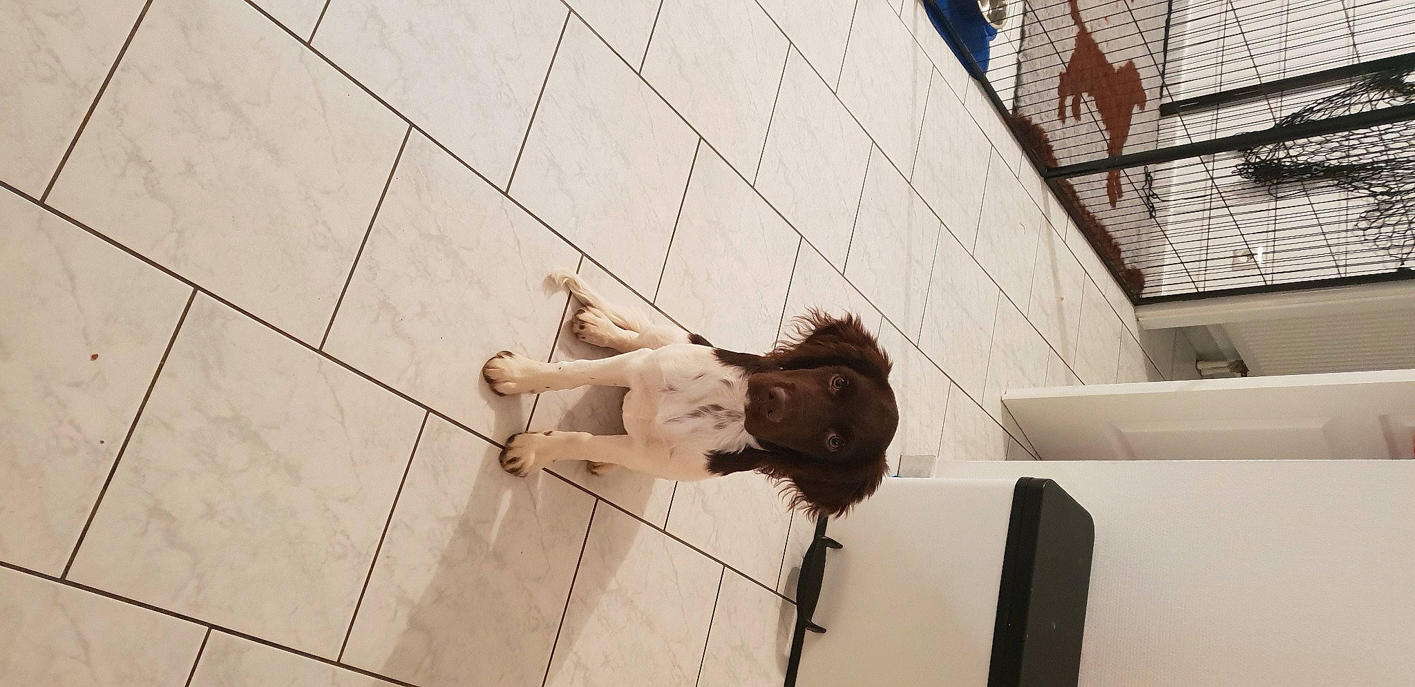 Rafale participe au concours pour gagner de l'argent avec cette photo : fawn, flesh, floor, flooring, fur, human_leg, knee, line, metal, pattern, room, sitting, thigh, tile, wood