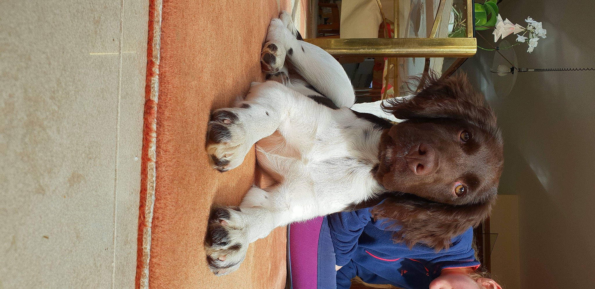 Rafale participe au concours pour gagner de l'argent avec cette photo : canidae, carnivore, companion_dog, dog_breed, ear, fawn, felidae, fur, fur_clothing, gesture, goat, goats, jaw, livestock, shelf, snout, sporting_group, tail, wood, working_animal