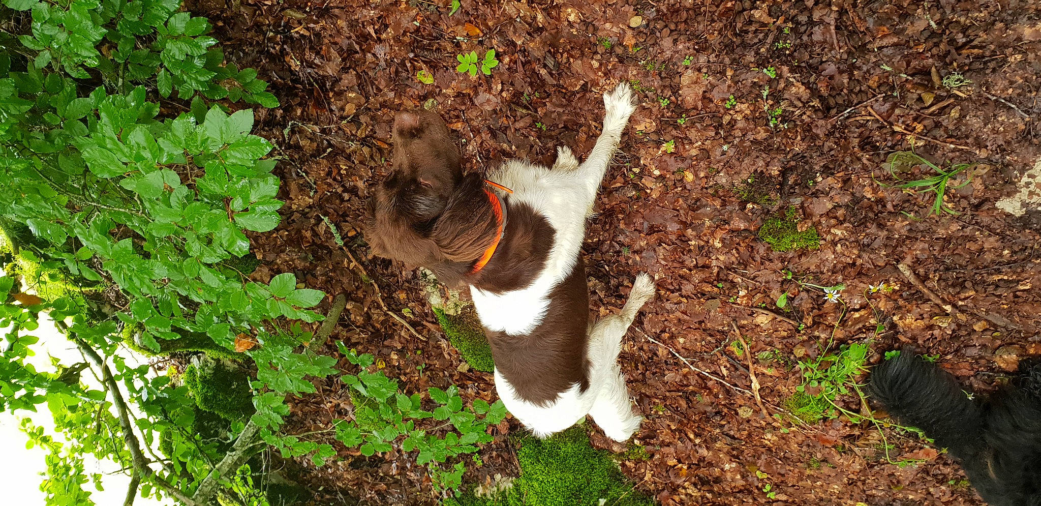 Rafale a rejoint le concours — aidez-le/la à gagner de superbes lots ! annual_plant, carnivore, companion_dog, dog_breed, fawn, felidae, fur, grass, groundcover, herb, liver, natural_landscape, organism, plant, small_to_medium_sized_cats, soil, tail, terrestrial_animal, terrestrial_plant, whiskers