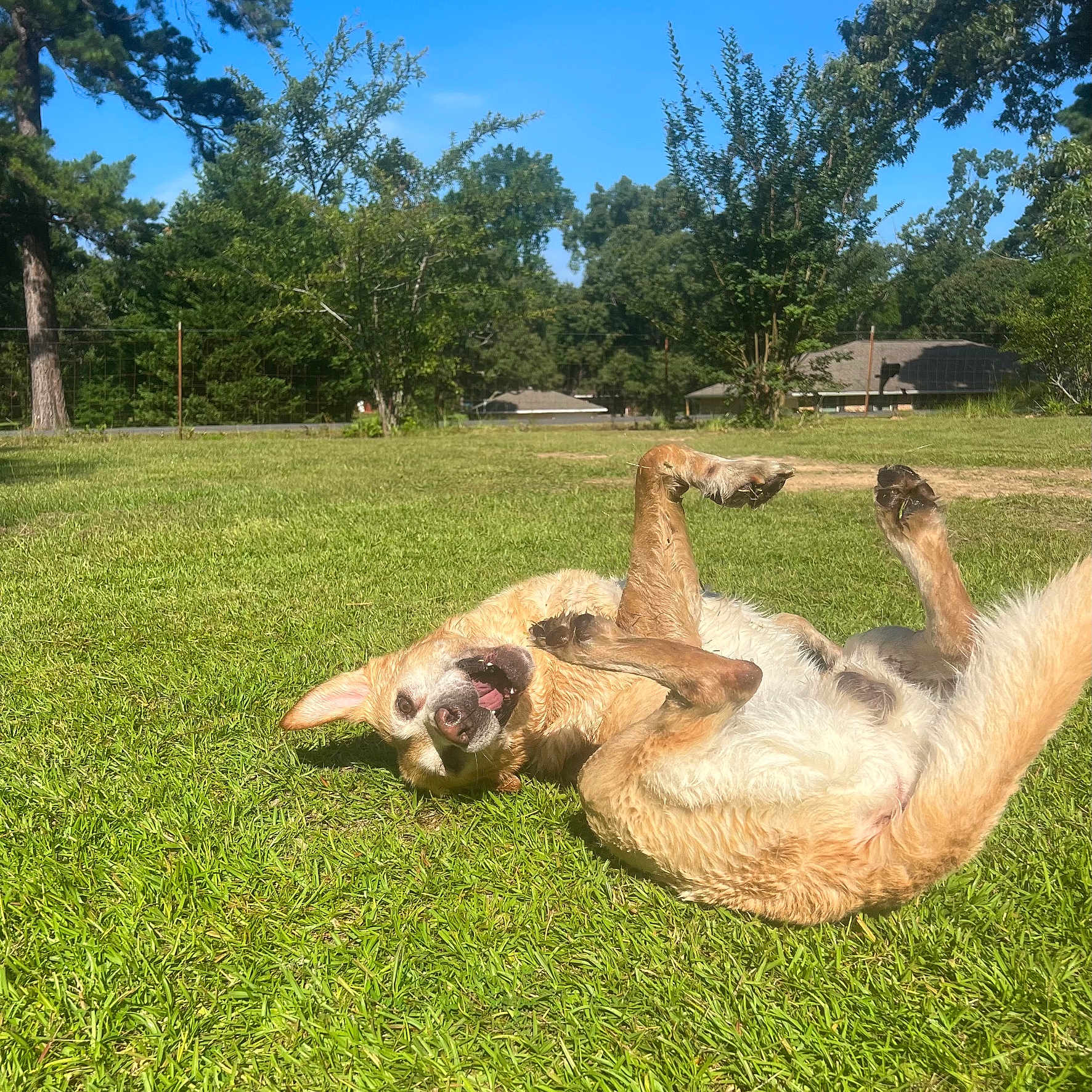 Beaux is registered to the contest to win money with this photo: architecture, backyard, building, countryside, field, grass, grassland, grove, land, lawn, nature, outdoors, park, plant, shelter, summer, tree, vegetation, woodland, yard
