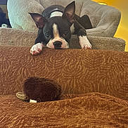 Spike joined the competition — help win amazing prizes! boston_terrier, puppy, dog, pet_bed, couch, toy, brown, cozy, indoor, furniture, curious, lying_down, ears_up, looking, home, warm_lighting, soft_texture, relaxed, animal, domestic