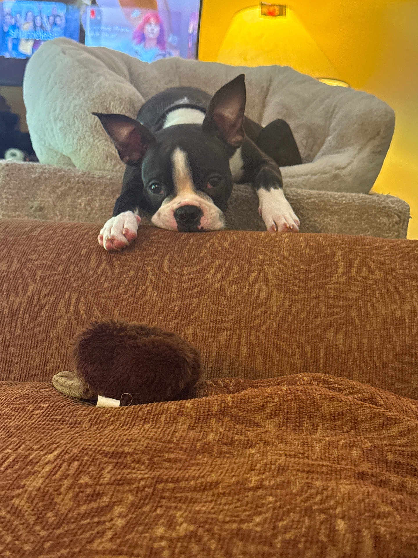 Spike joined the competition — help win amazing prizes! boston_terrier, puppy, dog, pet_bed, couch, toy, brown, cozy, indoor, furniture, curious, lying_down, ears_up, looking, home, warm_lighting, soft_texture, relaxed, animal, domestic