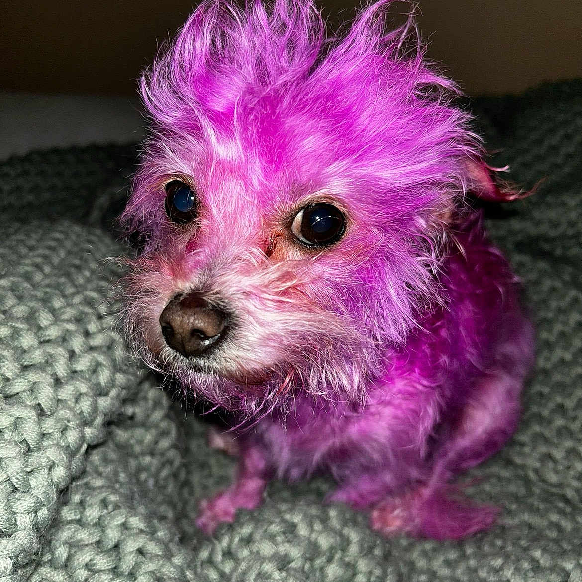 Pee Pee is registered to the contest to win money with this photo: animal, close_up, colorful, companion, curious, cute, dog, domestic_animal, eyes, fluffy, fur, indoor, knitted_blanket, nose, pet, portrait, purple_fur, sitting, small_dog, whiskers