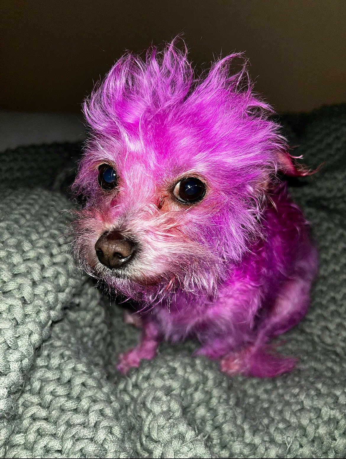 Pee Pee is registered to the contest to win money with this photo: dog, small_dog, purple_fur, fluffy, knitted_blanket, pet, animal, cute, close_up, indoor, fur, curious, colorful, portrait, companion, domestic_animal, whiskers, nose, eyes, sitting