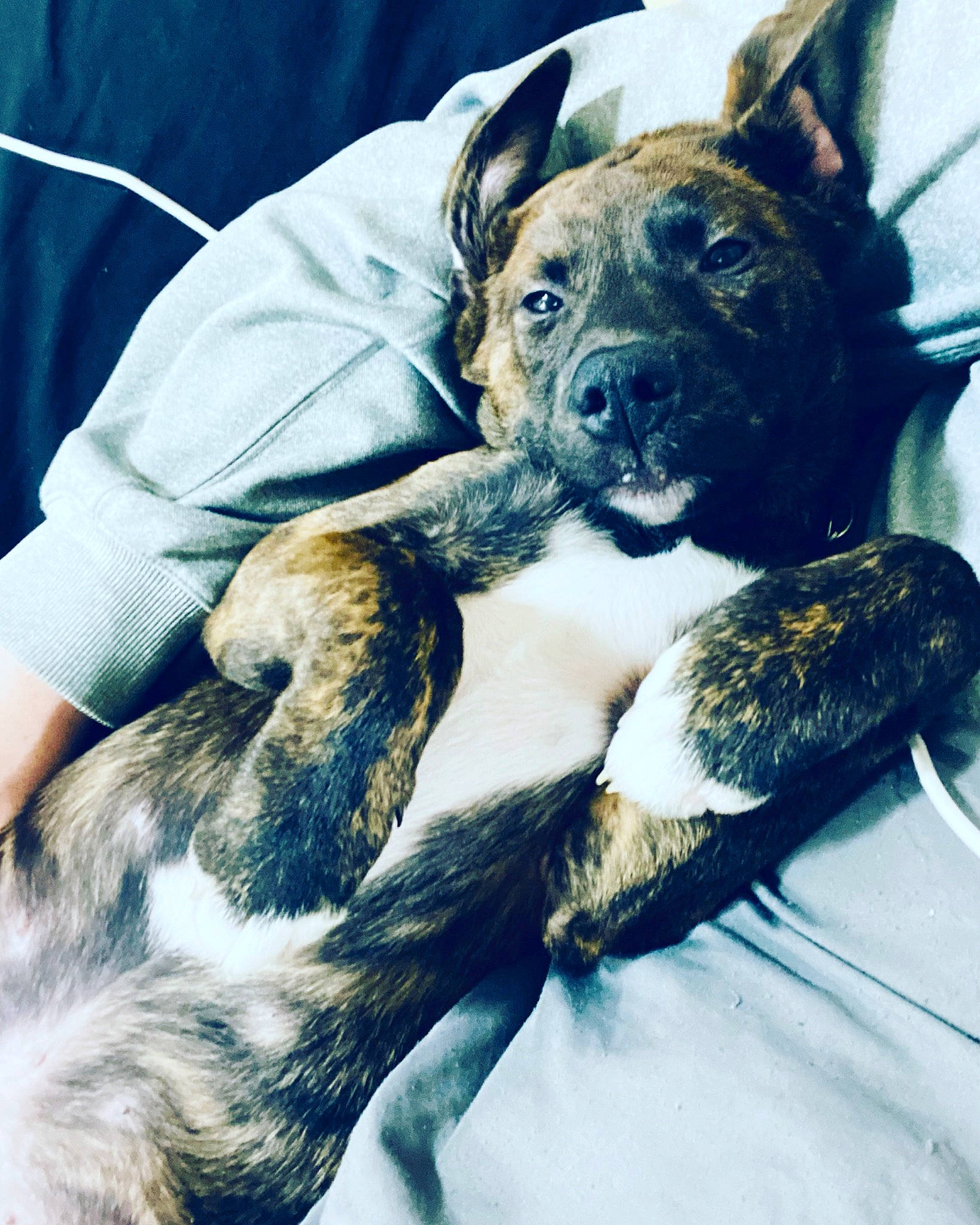 Bocephus is registered to the contest to win money with this photo: canidae, carnivore, collar, comfort, companion_dog, dog, dog_breed, dog_collar, fawn, fur, guard_dog, herding_dog, paw, puppy, snout, sporting_group, toy_dog, whiskers, working_animal, working_dog