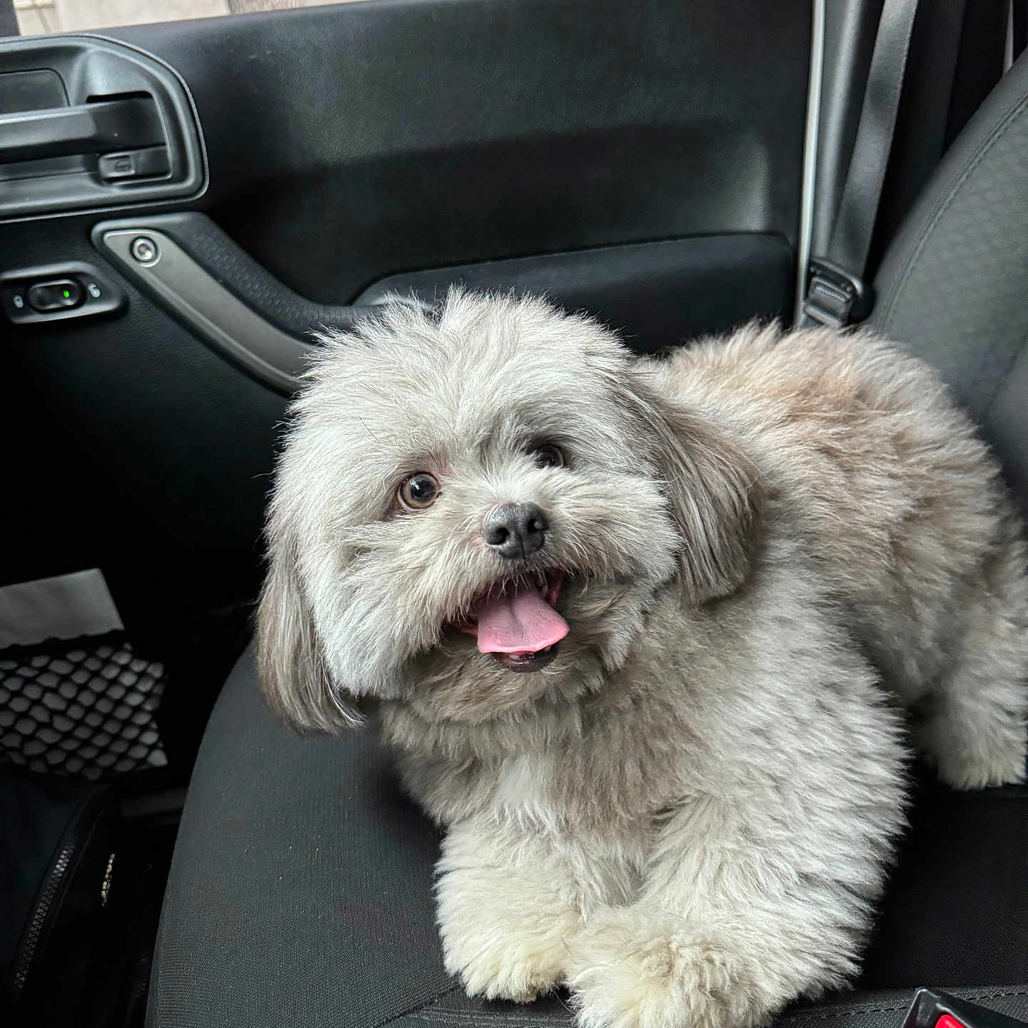 Grizzly joined the competition — help win amazing prizes! accessories, animal, belt, bodypart, canine, car, car_interior, carseat, couch, cushion, dog, furniture, homedecor, mouth, person, pet, puppy, terrier, transportation, vehicle