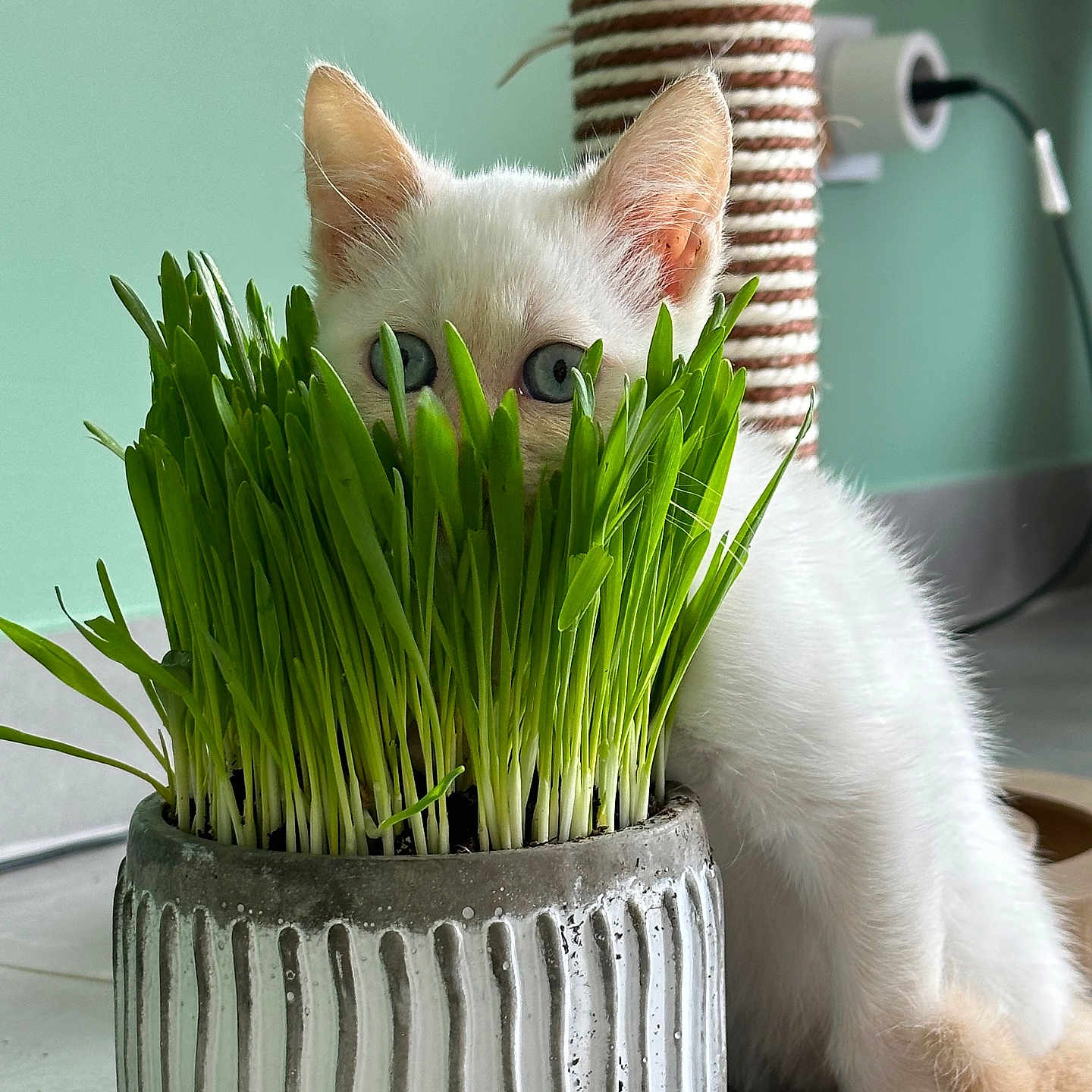 Yuumie a rejoint le concours — aidez-le/la à gagner de superbes lots ! animal, blue_eyes, cat, closeup, curious, cute, feline, floor, grass, green, home, indoor, kitten, pet, plant, playful, pot, scratching_post, white, young