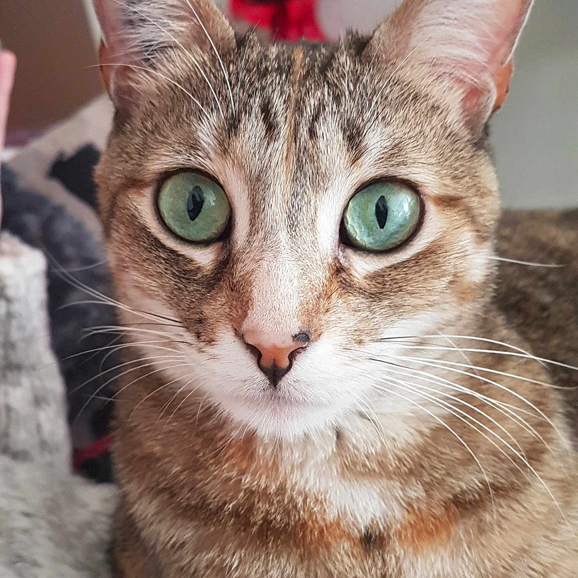 Lilou