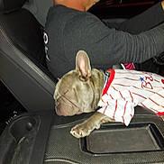 Hank is registered to the contest to win money with this photo: dog, french_bulldog, sleeping, car_interior, driver, man, night, seat, armrest, clothing, jersey, pet, animal, transportation, vehicle, resting, closeup, casual, indoor, human