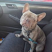 Hank is registered to the contest to win money with this photo: animal, car_interior, car_seat, closeup, collar, companion, cute, dog, door, ears, french_bulldog, indoor, leash, looking_up, pet, puppy, reflection, seat_fabric, sitting, window