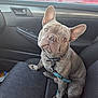 animal, car_interior, car_seat, closeup, collar, companion, cute, dog, door, ears, french_bulldog, indoor, leash, looking_up, pet, puppy, reflection, seat_fabric, sitting, window