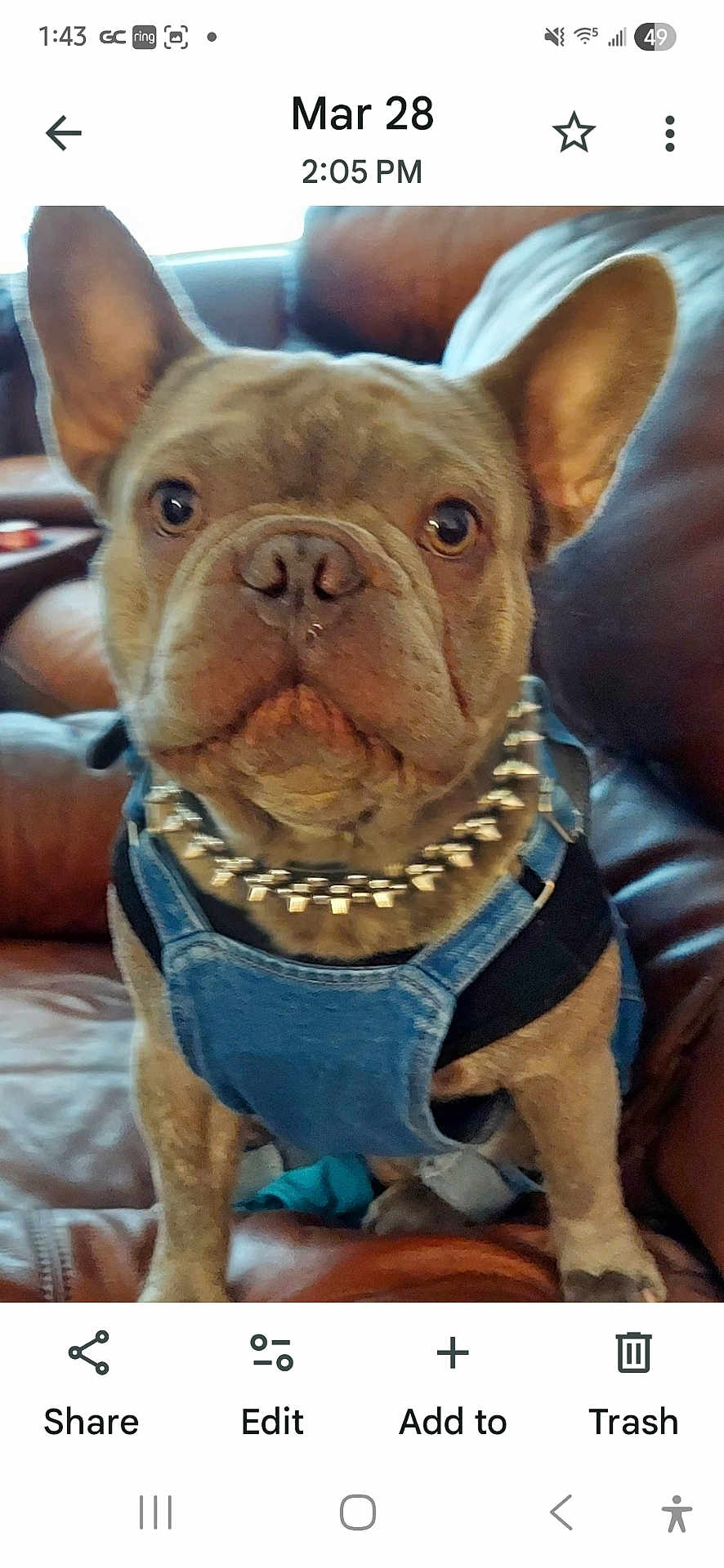 Hank joined the competition — help win amazing prizes! dog, french_bulldog, close_up, denim_outfit, spiked_collar, pet, brown_leather_couch, indoor, curious, animal, companion, portrait, sitting, ears_up, canine, domestic_animal, cute, furniture, household, mammal