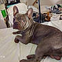 Hank is registered to the contest to win money with this photo: dog, french_bulldog, bed, indoor, pet, animal, looking_back, white_bed, ears_up, short_hair, brown_dog, resting, curious, domestic, canine, paw, fur, room, clutter, blanket