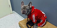 Hank joined the competition — help win amazing prizes! dog, french_bulldog, pet_clothing, red_tracksuit, bench, indoor, floor, wall, door, leash, curious, sitting, canine, animal, portrait, furniture, ears, paw, looking, cute