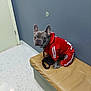 dog, french_bulldog, pet_clothing, red_tracksuit, bench, indoor, floor, wall, door, leash, curious, sitting, canine, animal, portrait, furniture, ears, paw, looking, cute